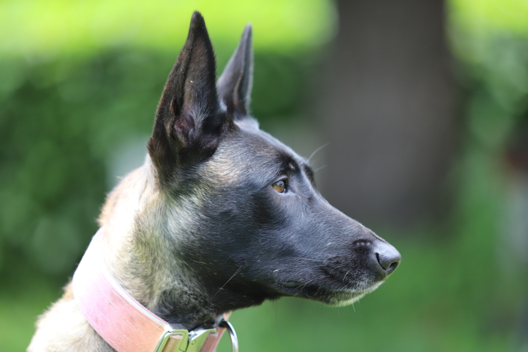 Mon chien n'écoute pas : problème d'obéissance ou problème de ...